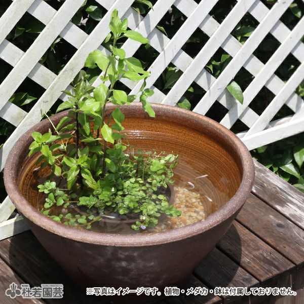 水をキレイにする石 2L | 杜若園芸WEBショップ｜水草の生産販売【通販