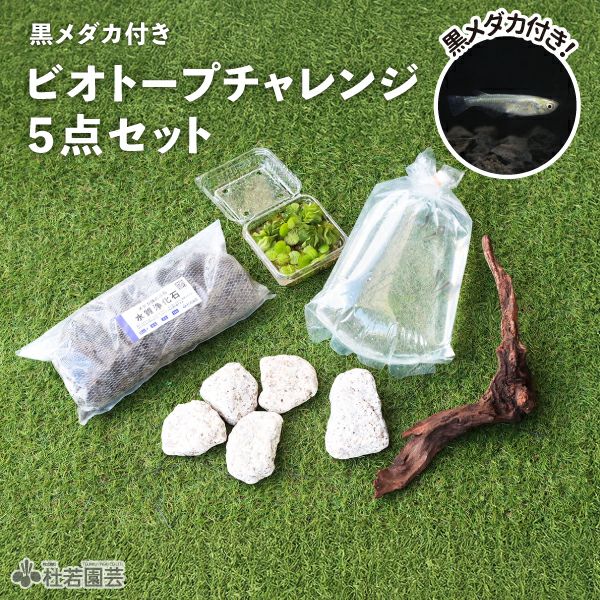 メダカビオトープにおすすめ 黒メダカ付き ビオトープチャレンジ5点セット 株式会社 杜若園芸 水草の生産販売 通販ショップ