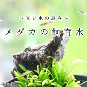 メダカの飼育水 株式会社 杜若園芸 水草の生産販売 通販ショップ