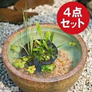 ビオトープのセット | 杜若園芸WEBショップ｜水草の生産販売【通販