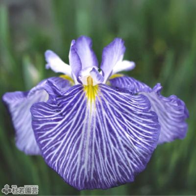 水生植物】 シロバナキショウブ | 杜若園芸WEBショップ｜水草の