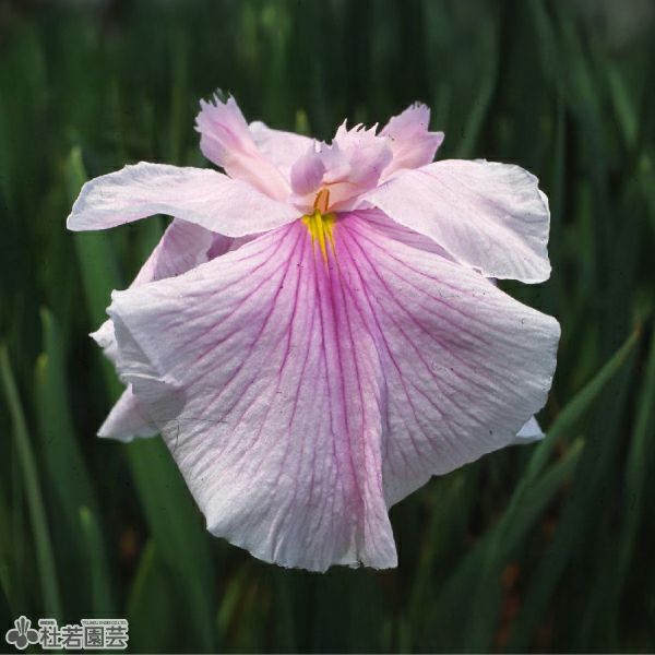 水生植物】 フイリハナショウブ 【花菖蒲、花しょうぶ】 | 杜若園芸WEB