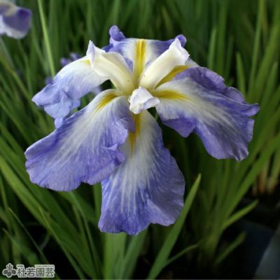 水生植物】 フイリハナショウブ 【花菖蒲、花しょうぶ】 | 杜若