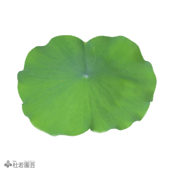 蓮の葉 【切花】 | 杜若園芸WEBショップ｜水草の生産販売【通販ショップ】