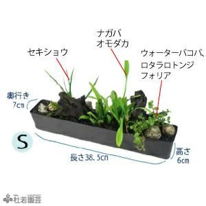 メダカ水槽向き 水中横長アレンジ 株式会社 杜若園芸 水草の生産販売 通販ショップ