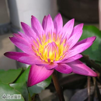 熱帯スイレン | 杜若園芸WEBショップ｜水草の生産販売【通販