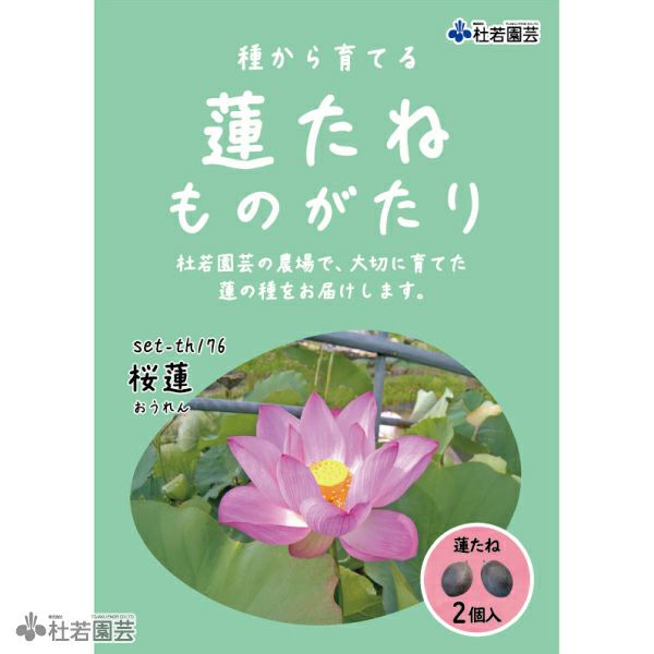 5袋までメール便対応 蓮たねものがたり 桜蓮 おうれん 大型種 株式会社 杜若園芸 水草の生産販売 通販ショップ