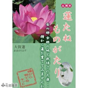 5袋までメール便対応 蓮たねものがたり 大賀蓮 おおがはす 大型種 株式会社 杜若園芸 水草の生産販売 通販ショップ