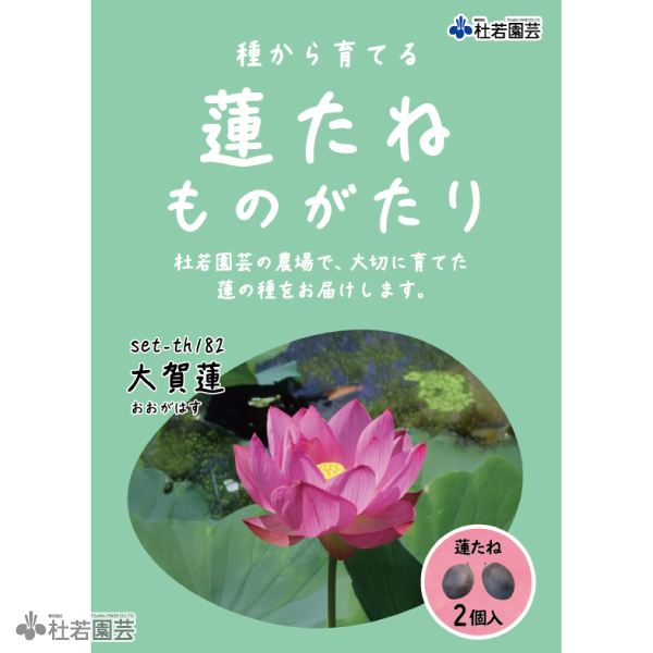 5袋までメール便対応】蓮たねものがたり-仏座蓮（ぶつざれん） | 杜若