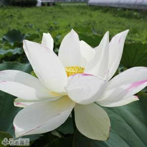 巨椋斑（おぐらまだら）