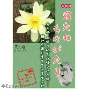 5袋までメール便対応】蓮たねものがたり-黄花蓮（きばなはす）【大型種