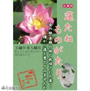 花ハス(蓮) 巨椋大黒 大型種(水生植物、ビオトープ) 華蓮