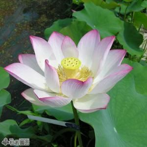 5袋までメール便対応 蓮たねものがたり 静香 しずか 大型種 株式会社 杜若園芸 水草の生産販売 通販ショップ 5袋までメール便対応 蓮たねものがたり 静香 しずか 大型種 株式会社 杜若園芸 水草の生産販売 通販ショップ