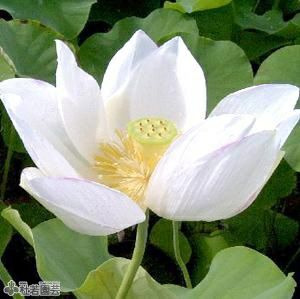 5袋までメール便対応 蓮たねものがたり 不忍池斑蓮 しのばずのいけまだらはす 大型種 株式会社 杜若園芸 水草の生産販売 通販ショップ 5袋までメール便対応 蓮たねものがたり 不忍池斑蓮 しのばずのいけまだらはす 大型種 株式会社 杜若園芸 水草の生産販売 通販ショップ