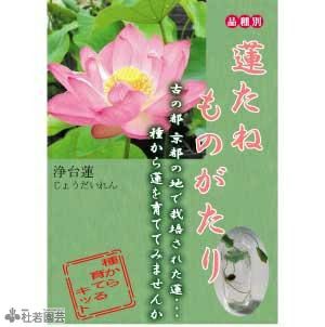 5袋までメール便対応 蓮たねものがたり 浄台蓮 じょうだいれん 中 大型種 株式会社 杜若園芸 水草の生産販売 通販ショップ