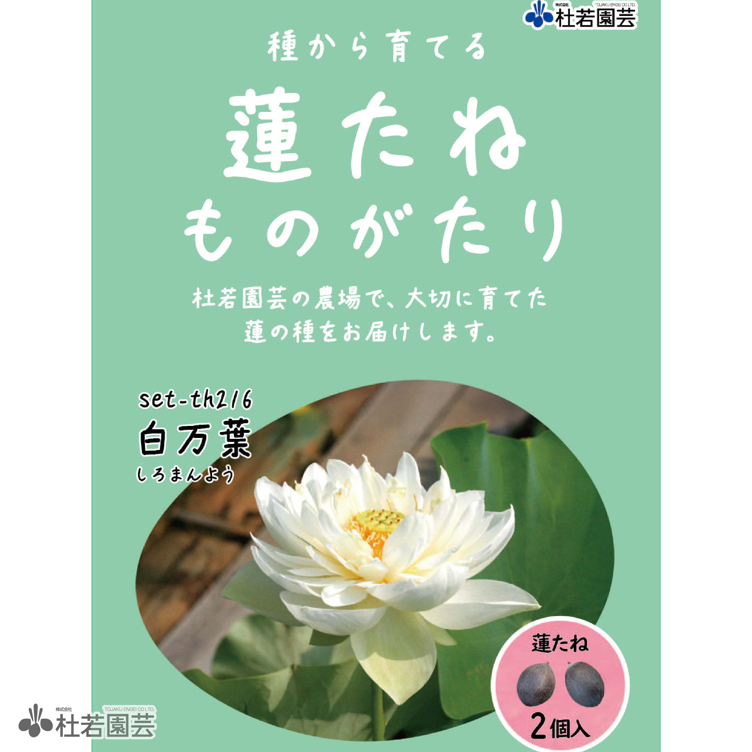 5袋までメール便対応 蓮たねものがたり 白芍薬 しろしゃくやく 大型種 株式会社 杜若園芸 水草の生産販売 通販ショップ