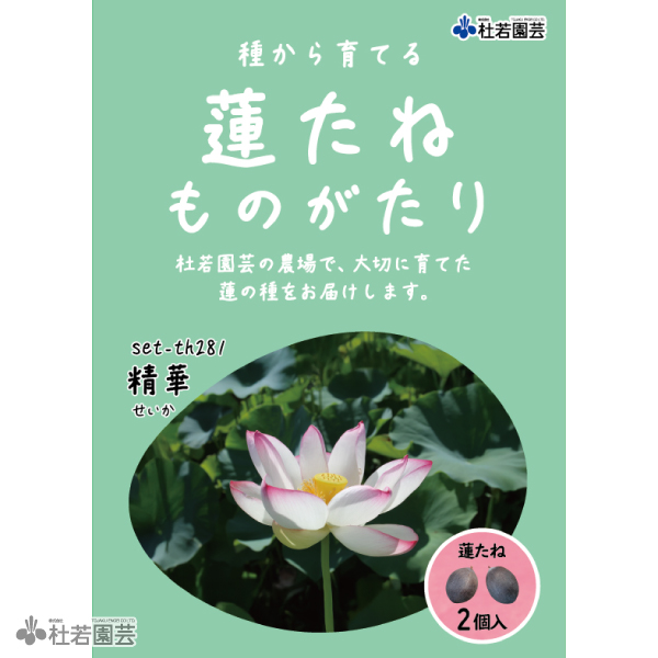 即発送 蓮ページ 5袋までメール便対応】蓮たねものがたり-紅天驕(べにてんきょう)B-27