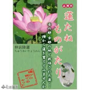 蓮 ハス の種子の通販 販売 株式会社 杜若園芸 水草の生産販売 通販ショップ