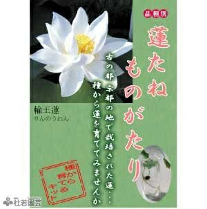 5袋までメール便対応 蓮たねものがたり 輪王蓮 りんのうれん 中 大型種 株式会社 杜若園芸 水草の生産販売 通販ショップ