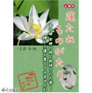 5袋までメール便対応 蓮たねものがたり 武漢a ぶかんa 中 大型種 株式会社 杜若園芸 水草の生産販売 通販ショップ 5袋までメール便対応 蓮たねものがたり 武漢a ぶかんa 中 大型種 株式会社 杜若園芸 水草の生産販売 通販ショップ