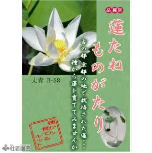 5袋までメール便対応 蓮たねものがたり 武漢a ぶかんa 中 大型種 株式会社 杜若園芸 水草の生産販売 通販ショップ