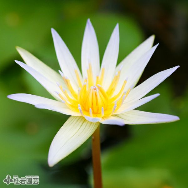 スイレン】 ドウベン(熱帯睡蓮) 19cmカゴ | 杜若園芸WEBショップ