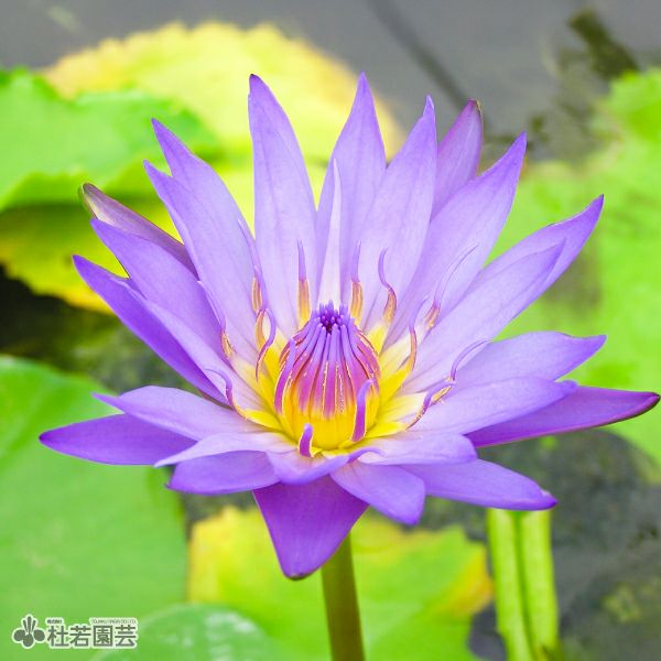 外装塗装　睡蓮花 ミニチュア 青緑色の水に浮かぶ睡蓮｜ミニチュアちいさん