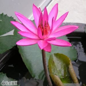 楽天市場】（ビオトープ）睡蓮 熱帯性睡蓮（スイレン）（青