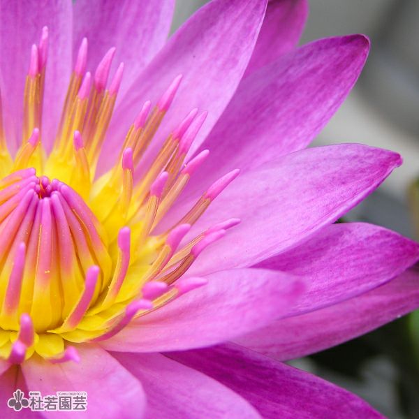 睡蓮 Nymphaea 'Florida Sunset'（フロリダ・サンセット）: 睡蓮図鑑（睡蓮愛）