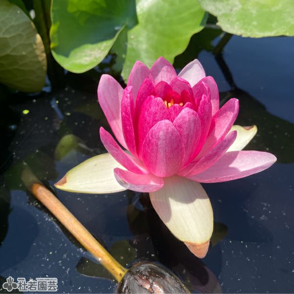 睡蓮 スイレン】 アトラクション(温帯睡蓮) 12cmポット | 杜若園芸WEB
