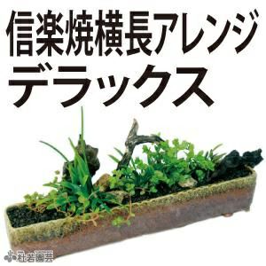 メダカ水槽向き 水中横長アレンジ 株式会社 杜若園芸 水草の生産販売 通販ショップ