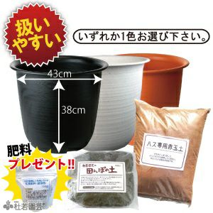 蓮麺10袋セット