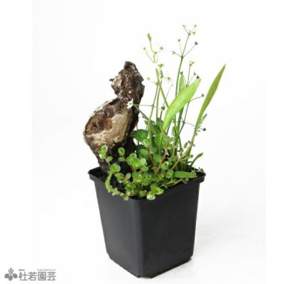 鈴木が厳選！お楽しみ小花咲く水草4品種セット (品種見計らい) | 杜若