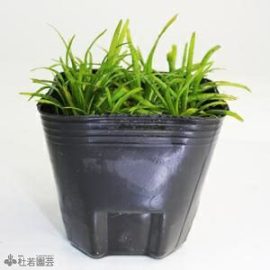 抽水植物 株式会社 杜若園芸 水草の生産販売 通販ショップ