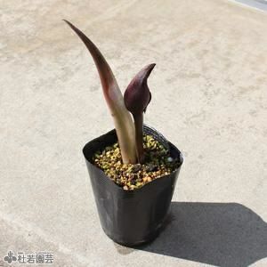 はるざぜんそう、さん確認用 はるざぜんそう、さん確認用 南淺川のザゼンソウ （座禅草） 2025