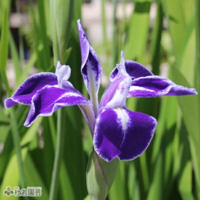 珍しいカキツバタ 舞孔雀 楽天市場】（ビオトープ）水生植物 カキツバタ 舞孔雀（マイ