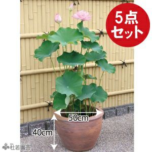 ハスの栽培セット 株式会社 杜若園芸 水草の生産販売 通販ショップ ハスの栽培セット 株式会社 杜若園芸 水草の生産販売 通販ショップ