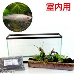 メダカの飼育セット 株式会社 杜若園芸 水草の生産販売 通販ショップ