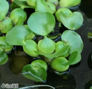 メダカにおすすめの産卵水草 ミニホテイアオイ 株式会社 杜若園芸 水草の生産販売 通販ショップ