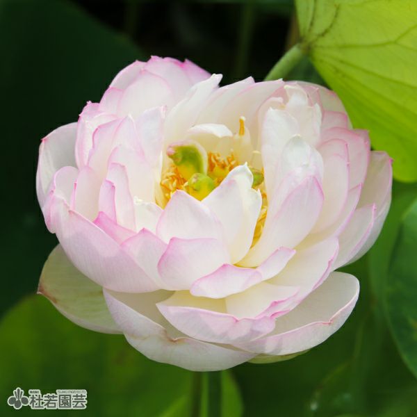 桃花扇(とうかせん)