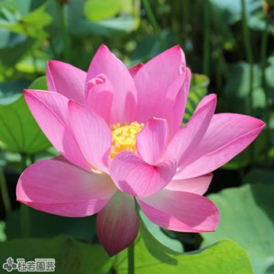 ★ますちゃんです★ 人気の蓮２個セット３作品♡ お手入れ不要の造花♬ プリザーブド】蓮花(れんか) #2 ピンク/ZY000403-002 - 花材通販