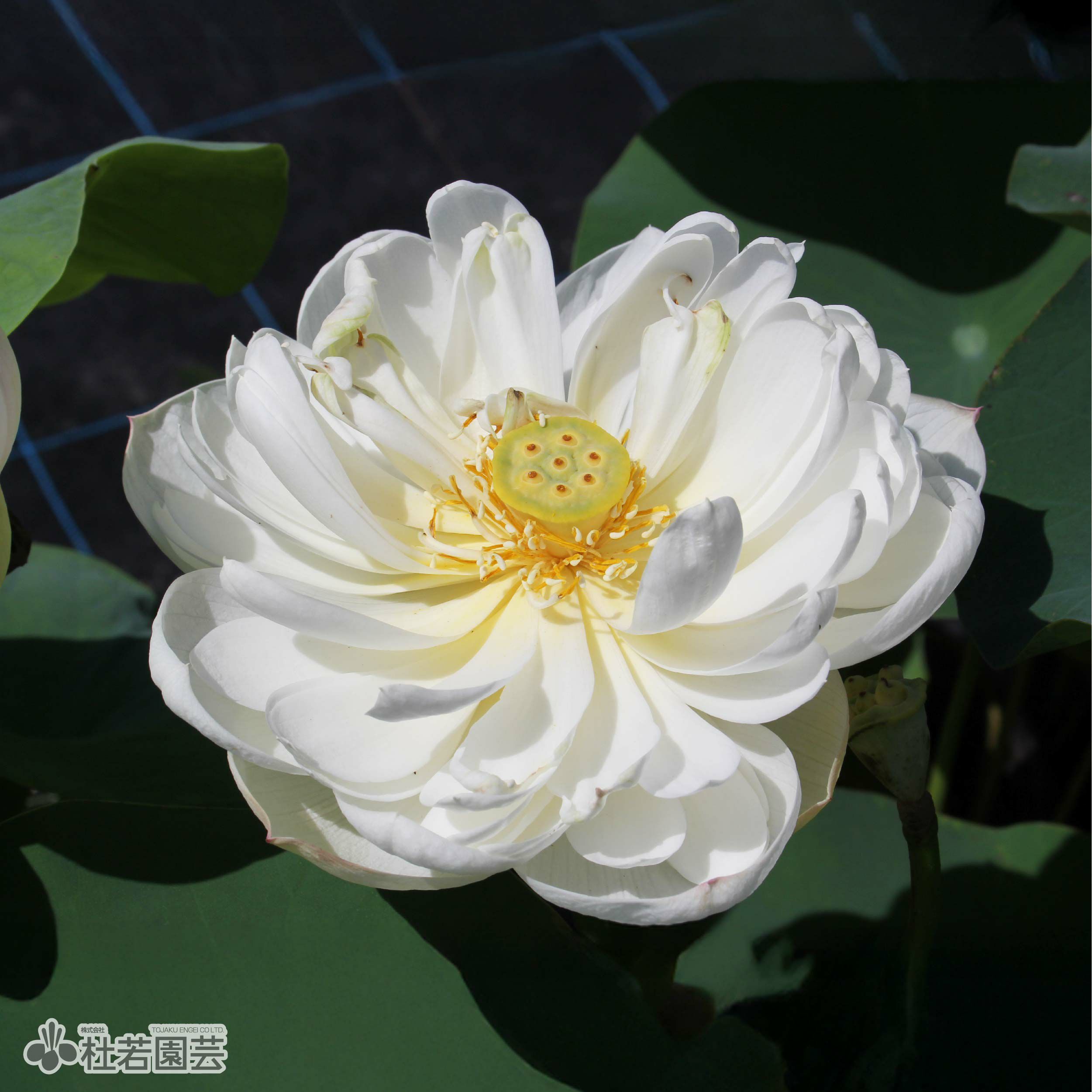 蓮、ハス】白雪公主(はくせつこうしゅ)【中型種】 | 杜若園芸WEB
