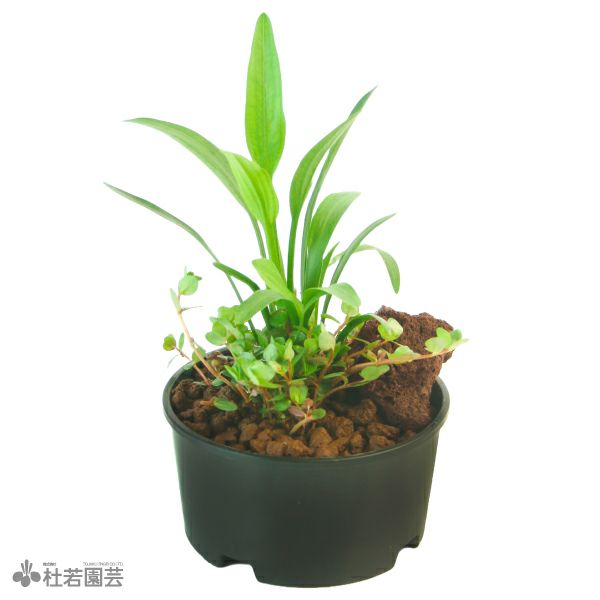 黒プラ鉢Φ39 | 杜若園芸WEBショップ｜水草の生産販売【通販ショップ】