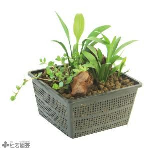 メダカの憩いプチビオトープ 日本の水生デラックスB（アオウキクサ付き