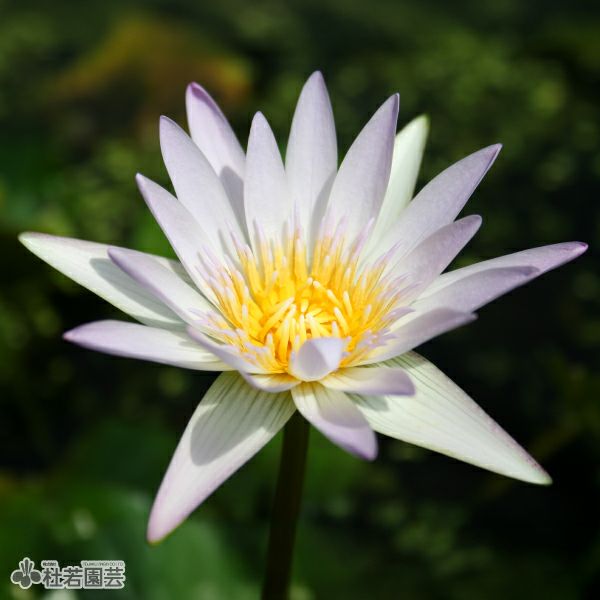 睡蓮　ダーウィン他睡蓮 000000002389-01-l.jpg?t=