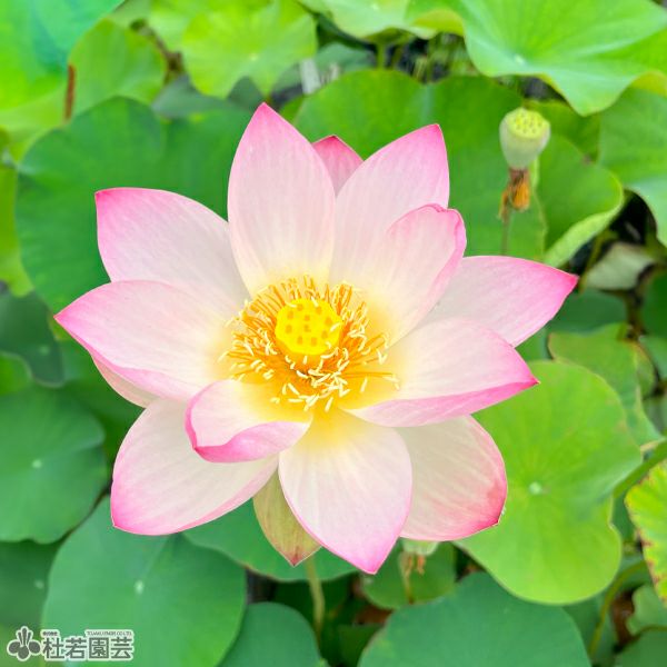 蓮、ハス】嘉祥蓮（かしょうれん）【中型種】 | 杜若園芸WEBショップ