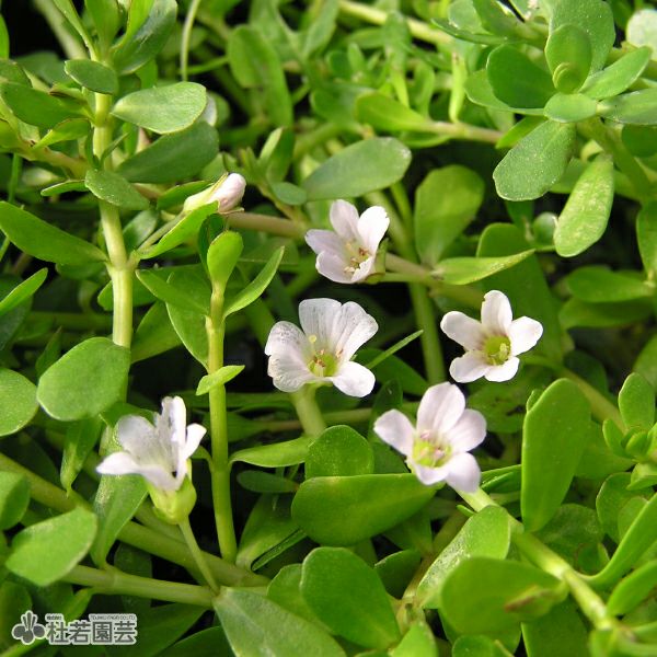 水生植物 ウォーターバコパ 株式会社 杜若園芸 水草の生産販売 通販ショップ