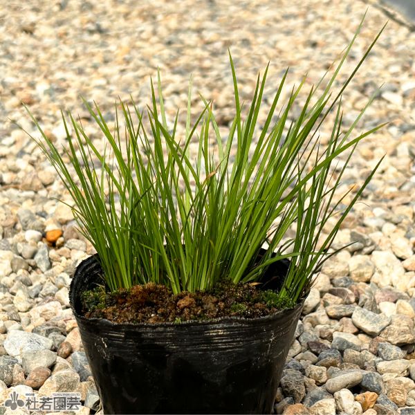 メダカ水槽向き】 水中箱庭水草（小） | 杜若園芸WEBショップ｜水草の