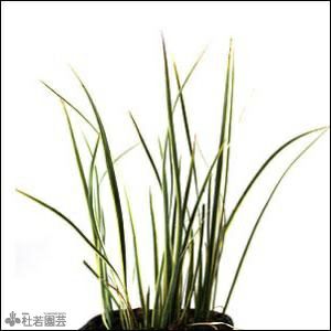 水生植物 フイリセキショウ 株式会社 杜若園芸 水草の生産販売 通販ショップ