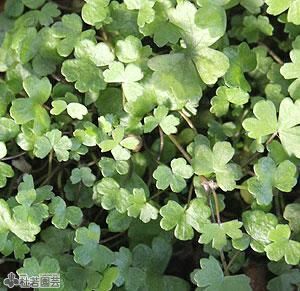 水生植物 ウォータークローバームチカ 株式会社 杜若園芸 水草の生産販売 通販ショップ